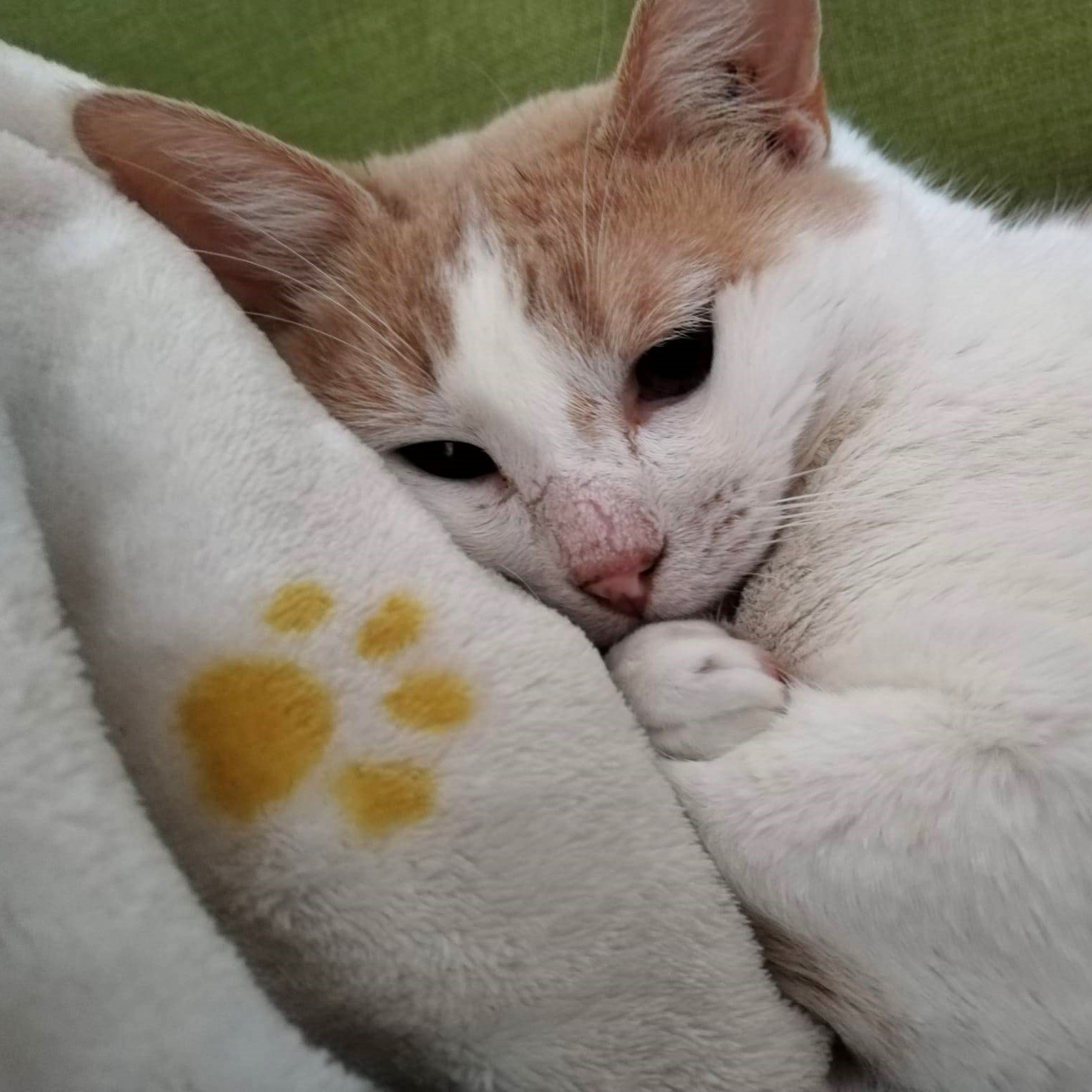 photo of a white and peach cat resting on a pillow